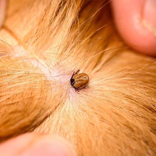 Flea and Tick Control Woodbury Animal Clinic